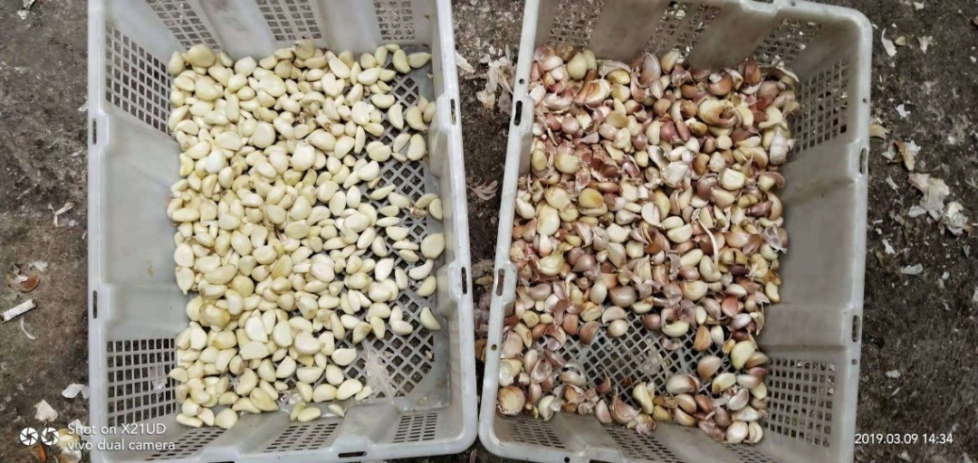 El arroz del grano siembra la máquina de cristal del clasificador del color del plástico del té
