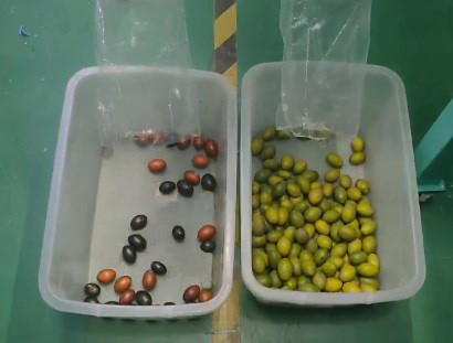 El arroz del grano siembra la máquina de cristal del clasificador del color del plástico del té