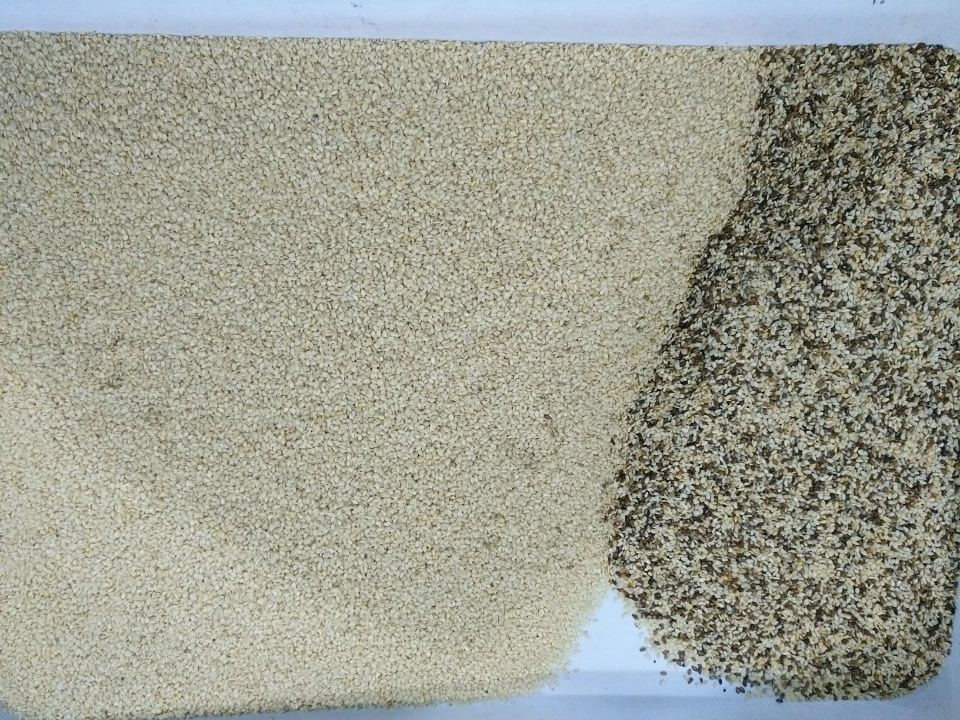 El arroz del grano siembra la máquina de cristal del clasificador del color del plástico del té