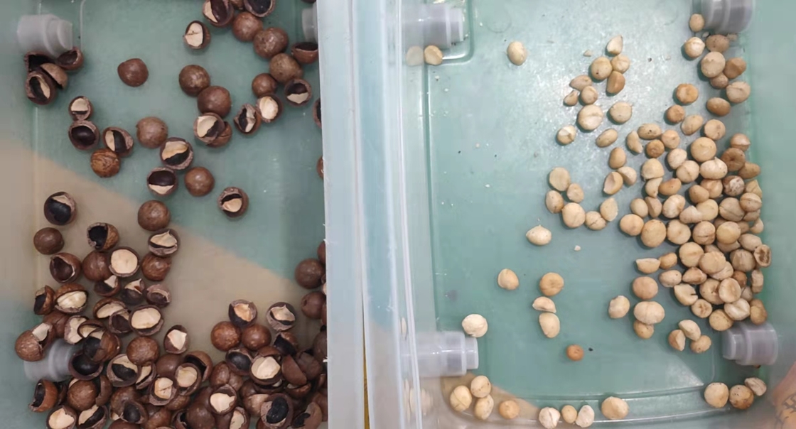 Mini Macadamia Nuts Color Sorter automático portátil con la rueda