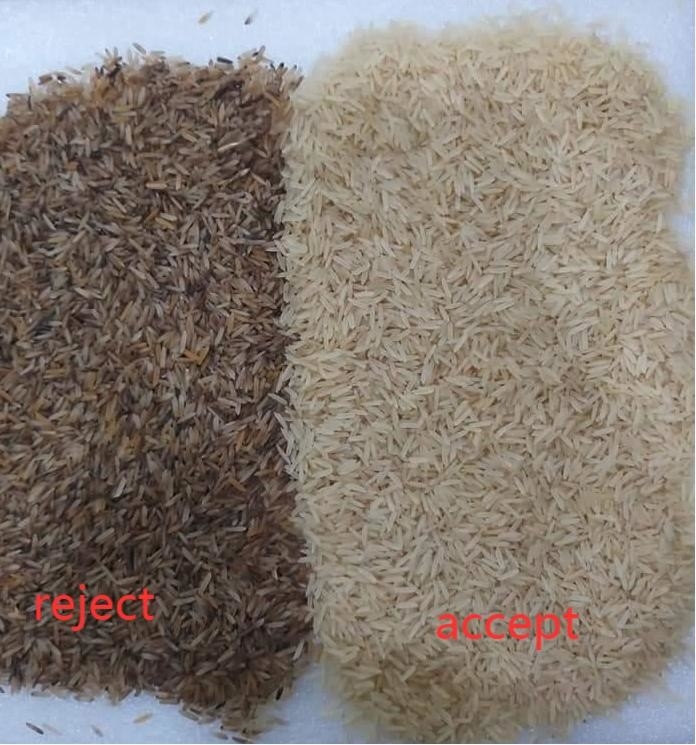 Canales inclinados del clasificador 8 del color de WENYAO Parboiled Japonica Sorghum Rice