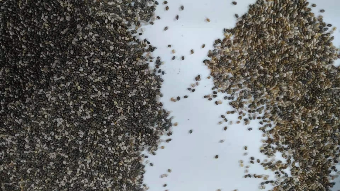 Precisión de la clasificadora del color de Chia Seeds alta en China