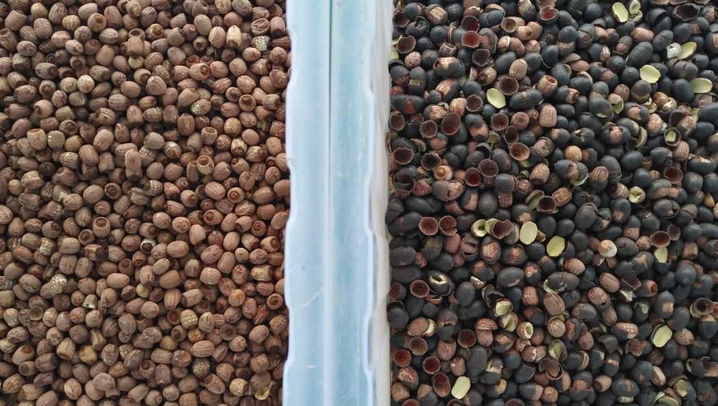 Cámara de Chili Belt Color Sorter With RGB del pimiento picante