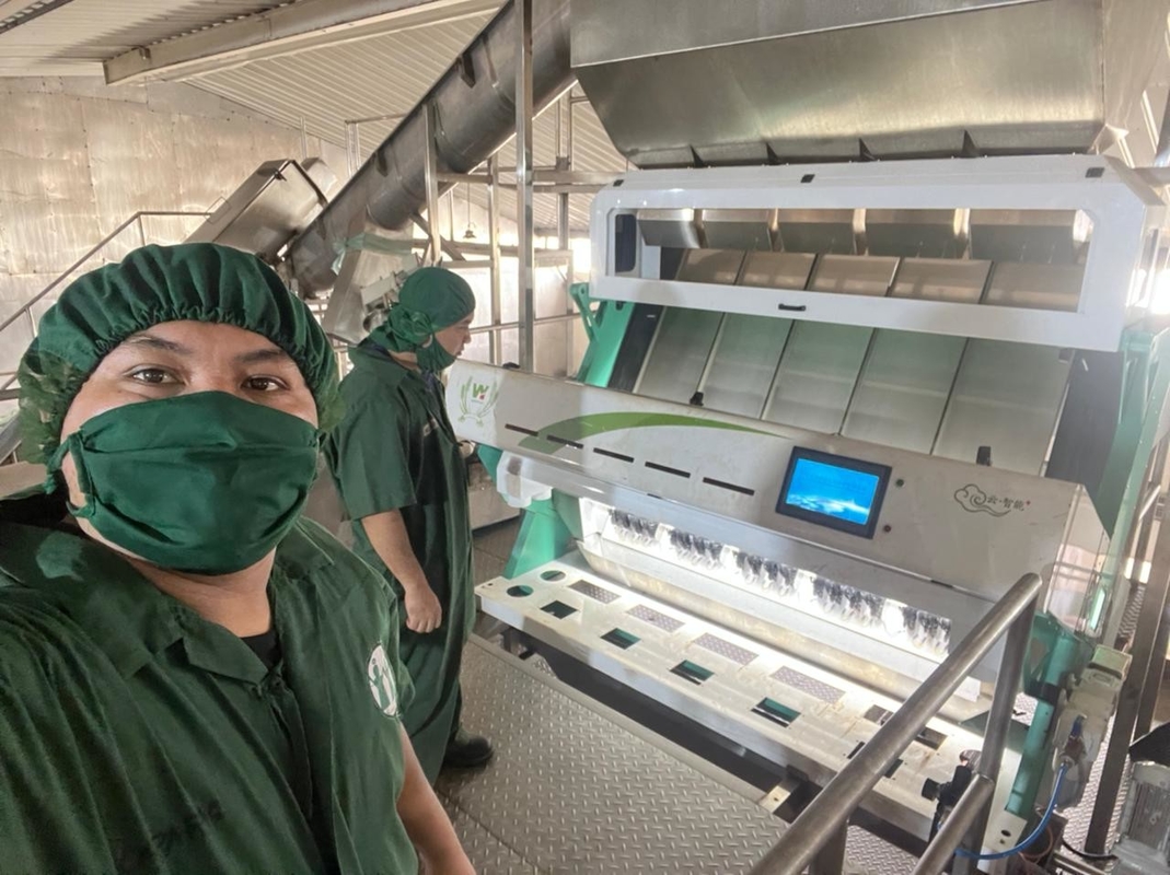 Las habas de Polonia Rye colorean la máquina del clasificador para las habas blancas que clasifican y que limpian