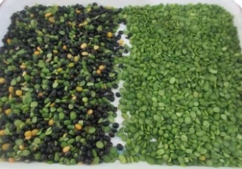 PLC de la máquina del clasificador del color del arroz blanco del maíz del maíz del trigo de la soja del sésamo del RGB