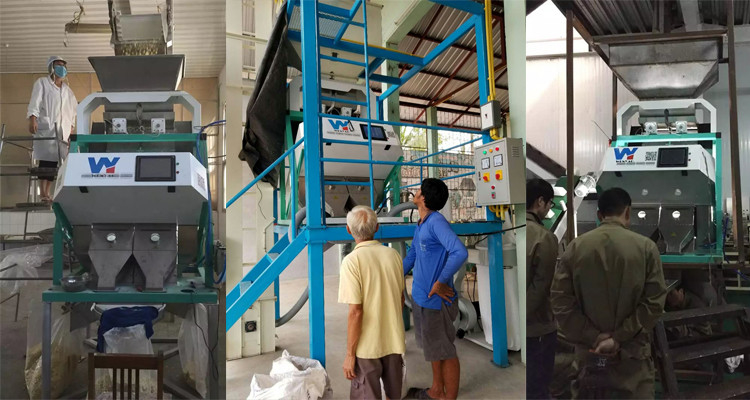 Smart 8 canaliza el CE óptico del CE ISO9001 del CCD de Paddy Grain Color Sorter del trigo