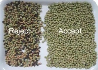 Wenyao Alta precisión clasificador de color frijoles Cereales Cereales Trigo Maíz Semillas Nueces de té Color clasificador Wifi remoto