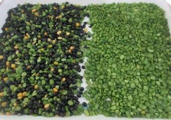 Wenyao Alta precisión clasificador de color frijoles Cereales Cereales Trigo Maíz Semillas Nueces de té Color clasificador Wifi remoto