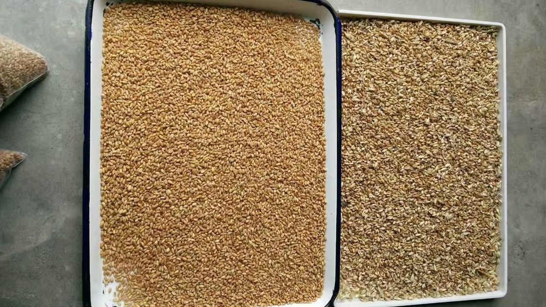 Chia Seeds Color Sorter Machine con análisis de imagen y tecnología autodidáctica del AI