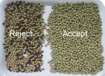 Cámara CCD 10 toneladas del arroz del color del clasificador de la máquina de clasificadora del arroz con tecnología del AI