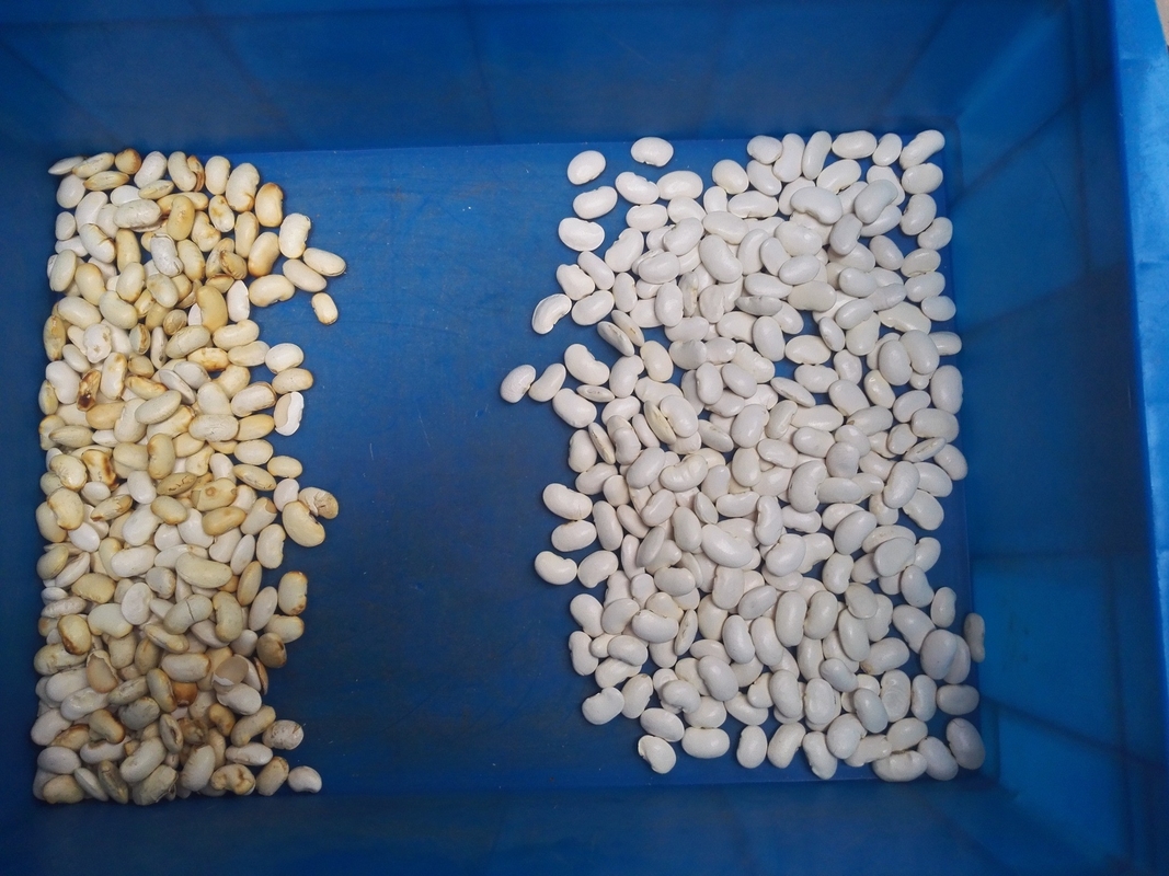 Los clavos de ajo del clasificador del color del sistema del CCD del alforfón/de la cebada colorean la clasificadora