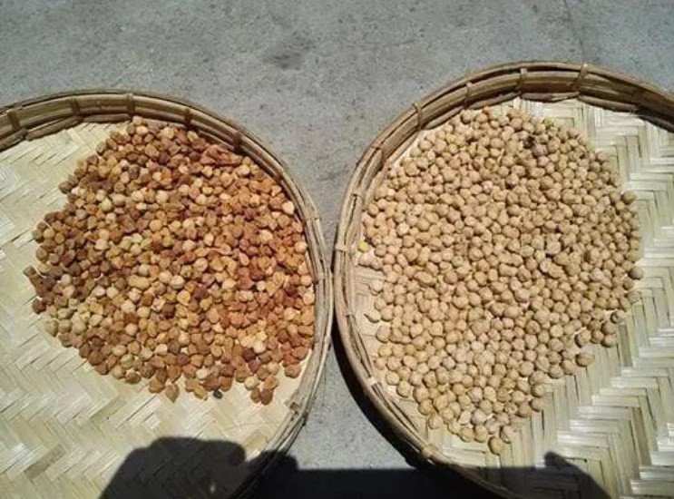 Clasificadora del arroz de la soja del separador del CCD de Bean Nuts Color Sorter AI del café
