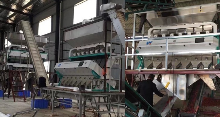 Sensor del CCD de Mini Color Sorting Machine With del clasificador del color de la pasa de la almendra de las nueces