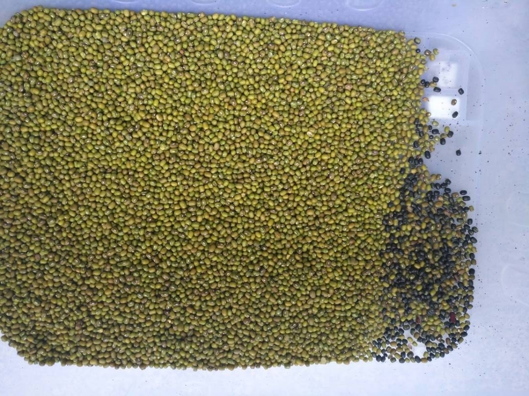 Alta precisión de clasificación Máquina de clasificación de color de granos de café Arroz Equipo de clasificación de nueces de plástico Multifunción