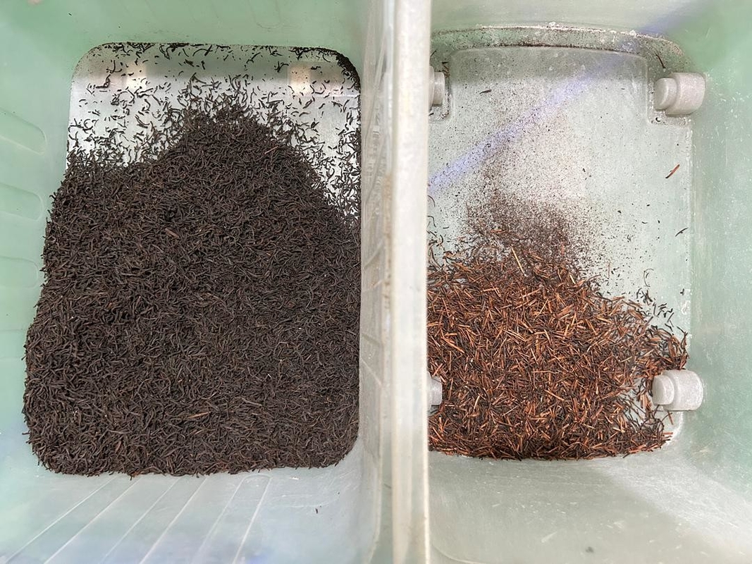 Máquina de clasificación de té Wenyao CCD para la clasificación de té negro de Sri Lanka