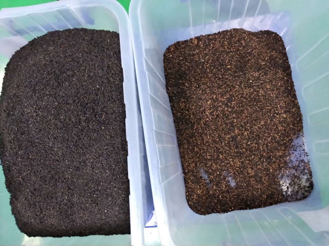Máquina de clasificación de té Wenyao CCD para la clasificación de té negro de Sri Lanka