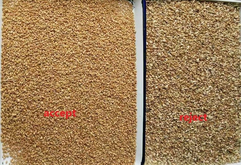 5 escalones Moldy Color Trigo clasificador máquina de eliminación de moho Trigo clasificador óptico de color de grano para el grano clasificador separador