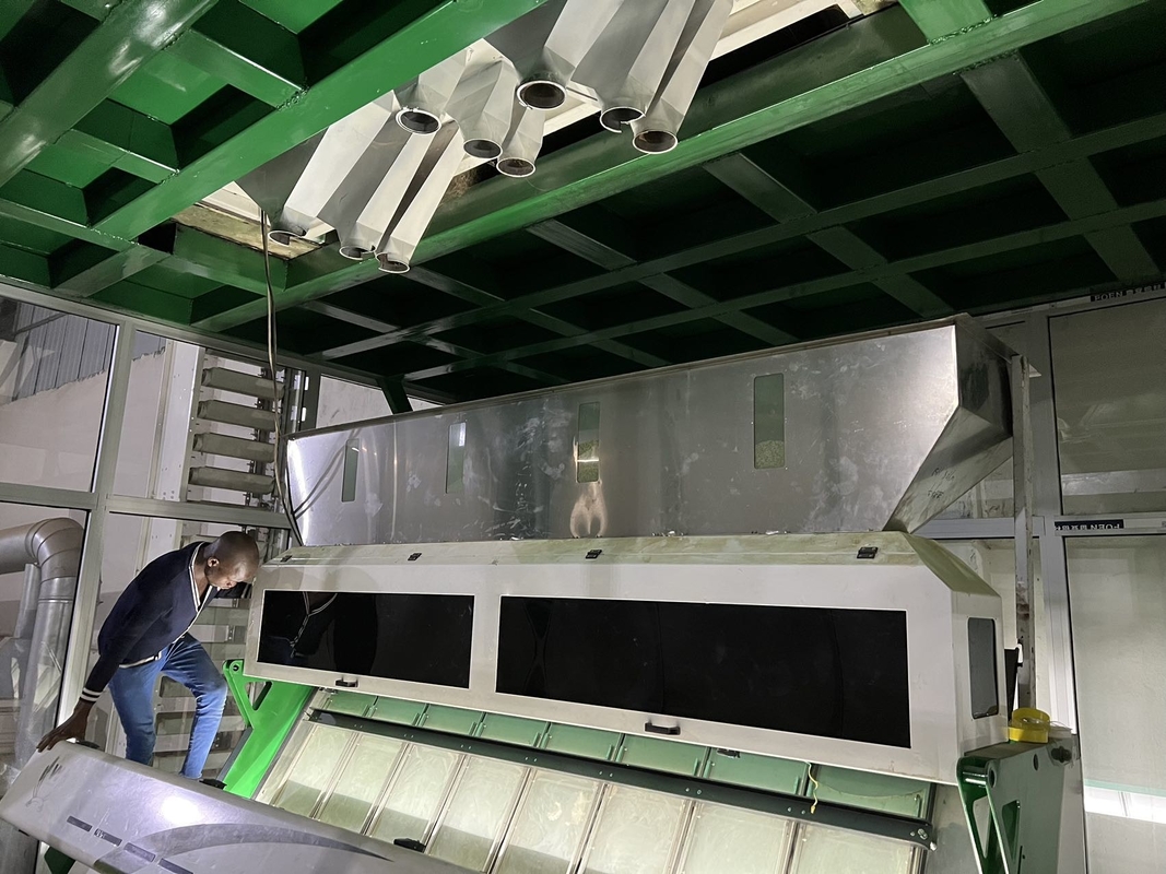 Máquina para clasificar el color de los granos de café crudos verdes para la clasificación de los granos de café tostados