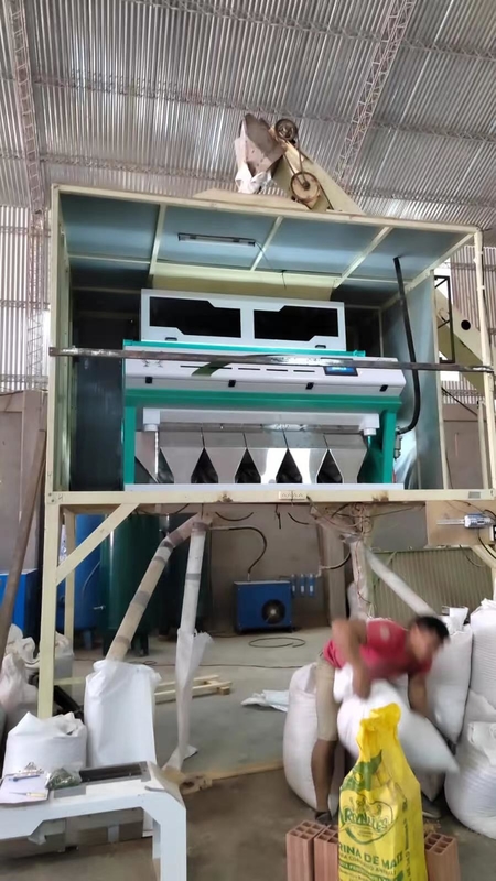 Clasificador mohoso del color del trigo de 5 canales inclinados, máquina del clasificador para el trigo para quitar trigo del moho