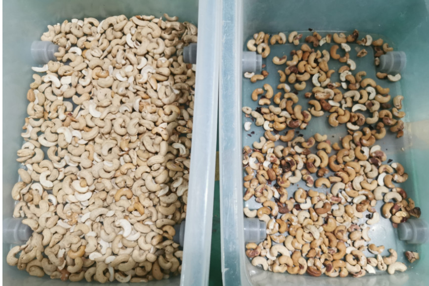 Máquina de clasificación de color de semillas de girasol para la clasificación de pistachos y nueces de anacardos Máquina de clasificación de color