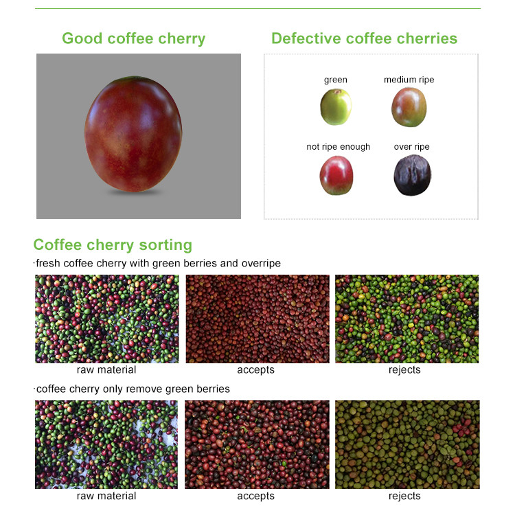 Mini cinturón Cranberry color de arándanos clasificador de color de café alto máquina de clasificación de color de cerezo