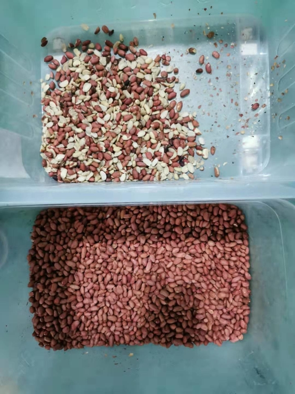 Máquina de clasificación inteligente de color de arroz para la agricultura