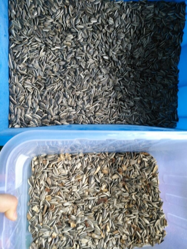 Sortador de color preciso para una amplia gama de existencias a granel basado en el análisis del producto por color