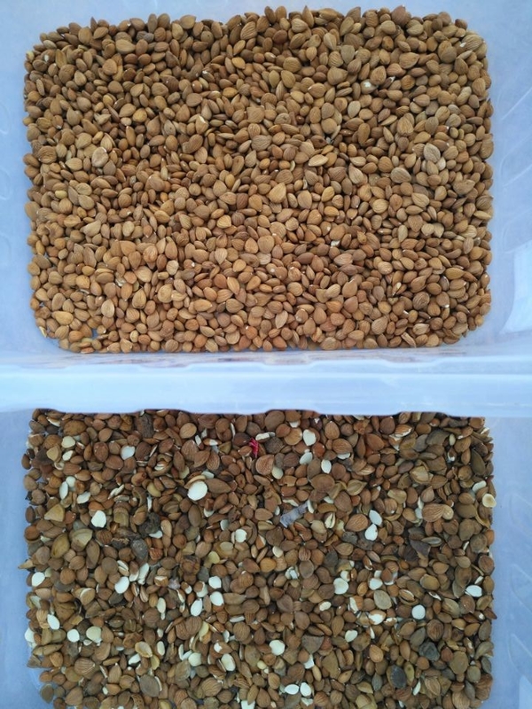 WENYAO Máquina de clasificación de almendras Macadamia nueces Color clasificador Forma clasificador