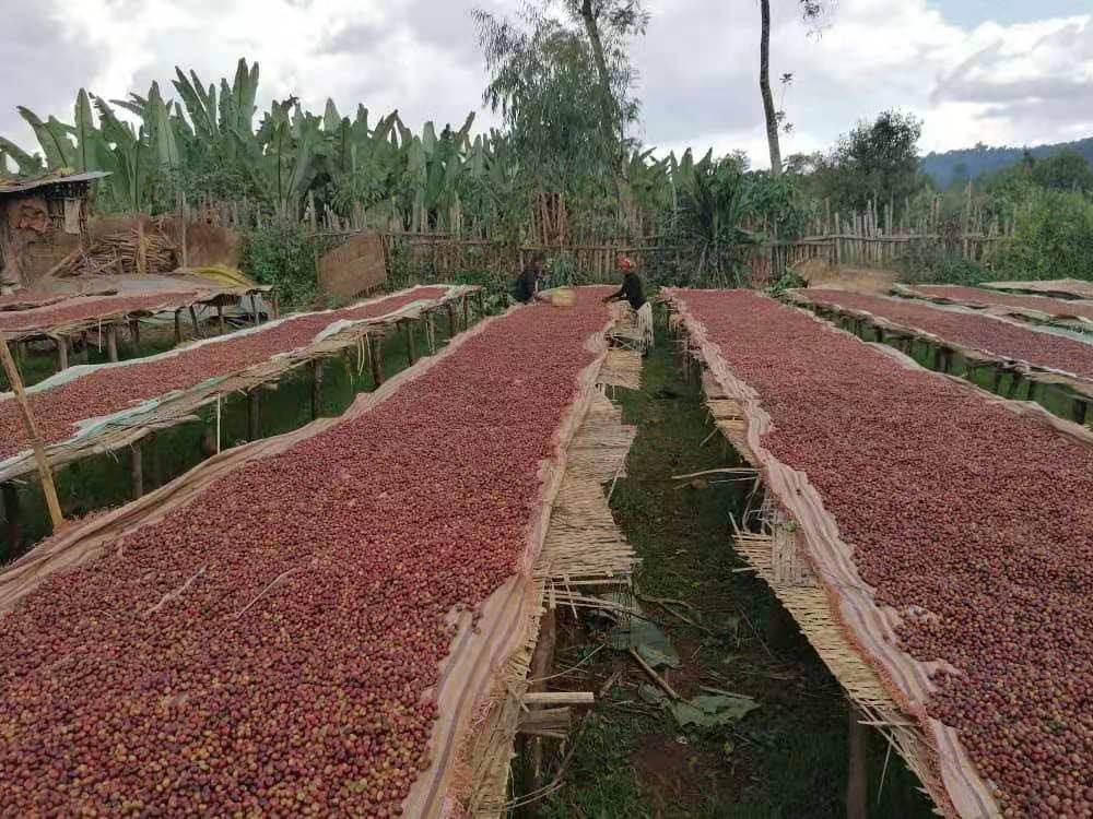 Wenyao Intelligent Coffee Cherry Color Sorter Máquina de clasificación de colores multifunción para frutas frescas y congeladas