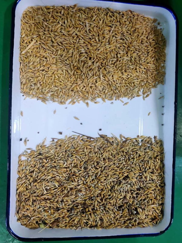 Colorante de alimentos agrícolas para cebada Cereales frijoles Maíz