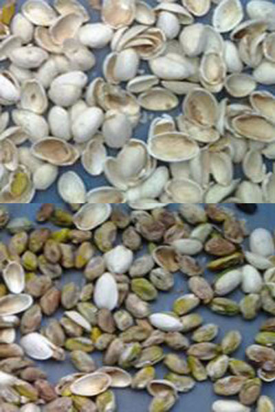 Wenyao Macadamia Color Sorter Nueces Color Selector Máquina Nueces de anacardos máquina de clasificación