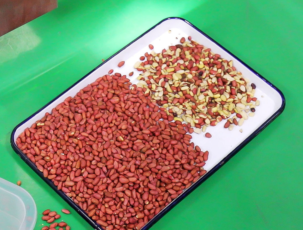 Máquina para clasificar el color de las nueces de pino de Wenyao Máquina para clasificar el color de los pistachos Máquina para clasificar las nueces de macadamia