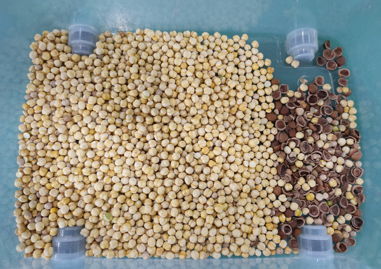 Wenyao Máquina inteligente de clasificación de colores de nuez de nuez de alta precisión Máquina de clasificación de nueces de anacardos multifunción