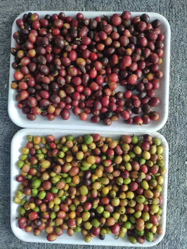Sortador de color óptico de mini cinturón para el uso de cerezo de café para el fabricante de granos de café