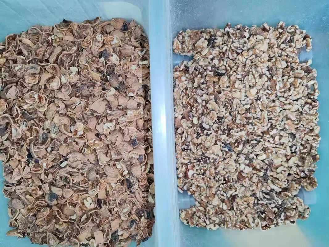 Wenyao Máquina de clasificación de colores de cinturón de alta eficiencia Ajo Frutas secas Verduras Camarones Pescado Color de clasificación hecha en China