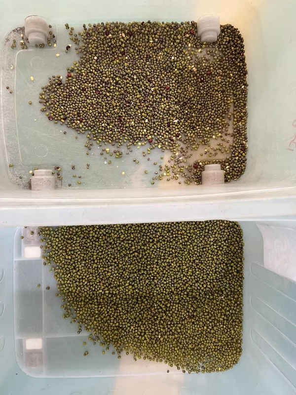 Máquina de clasificación de color de frijoles Wenyao Mung.