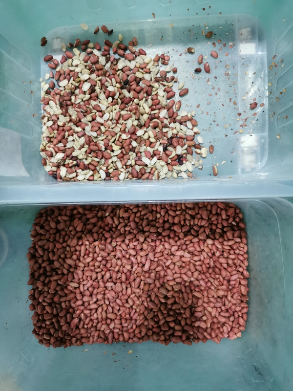 Máquina de clasificación de colores de cacahuetes multifunción Wenyao CCD clasificador de colores de nueces inteligente