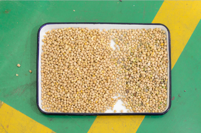 Máquina para clasificar el color de las semillas de soja y cerezo de café