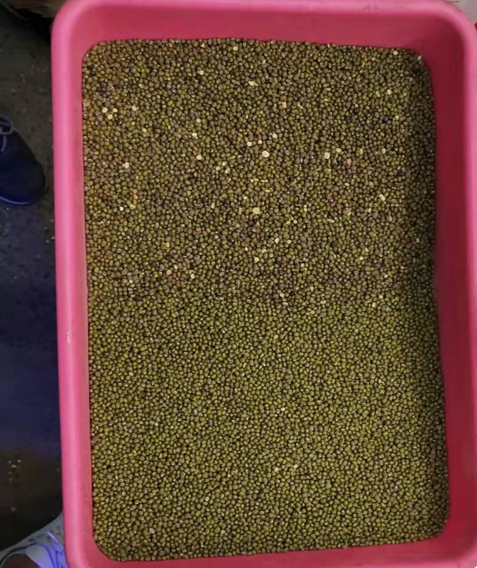 Máquina de clasificación de colores de frijoles Wenyao Mung.