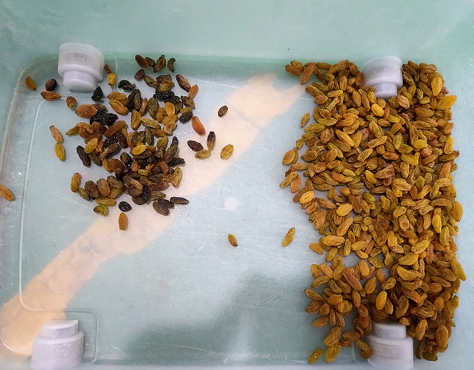 Máquina de clasificación de colores de pasas de uva Wenyao Máquina automática de clasificación de colores de nueces de cámara CCD inteligente