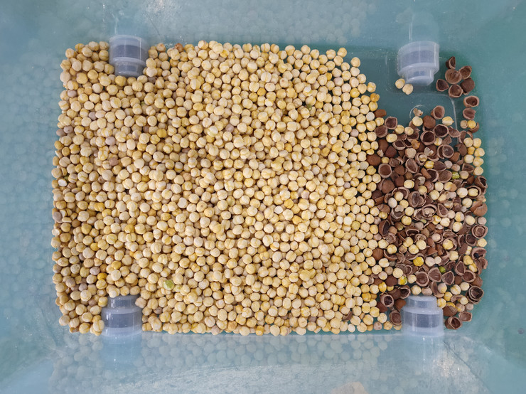 Máquina de clasificación de colores de nueces inteligente de alta velocidad