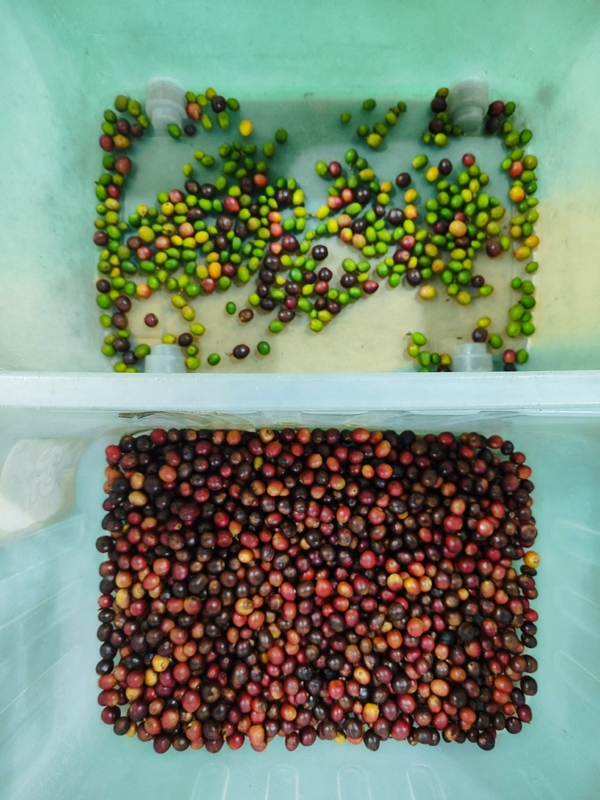 Fabrica de Wenyao Máquina de clasificación de colores de café y cerezas clasificadora automática de colores