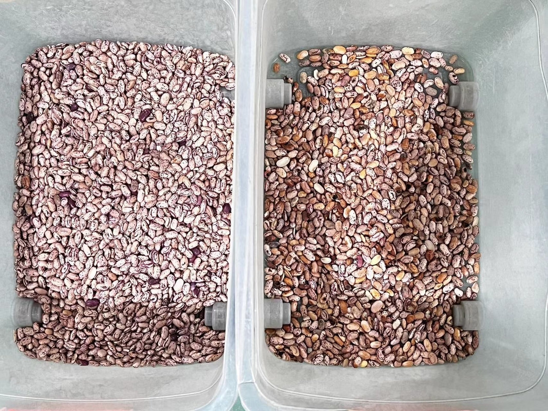Wenyao Professional Red Renal Color Sorter de frijoles Máquina de clasificación óptica de colores para frijoles granos