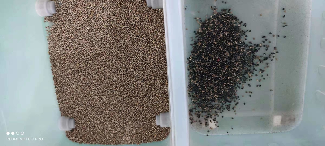 Máquina para clasificar el color de las semillas de soja y cerezo de café