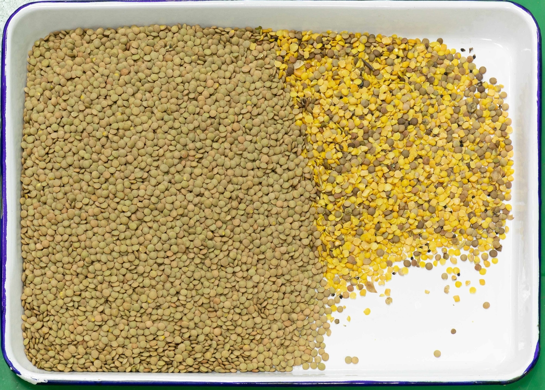 Wenyao Multifunción Lentil Color Sorting Máquina inteligente de clasificación de color para frijoles de arroz
