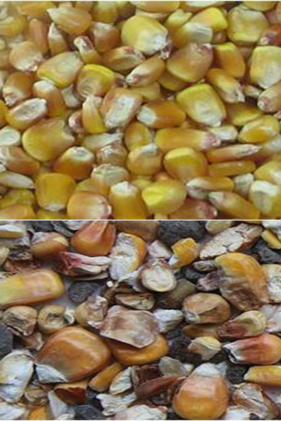 Máquina de clasificación de colores de maíz inteligente multifunción