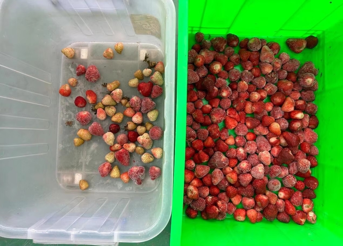 Wenyao Sortidor de color de fresa cinturón inteligente máquina de clasificación de color para frutas congeladas café cerezo arándanos fresa