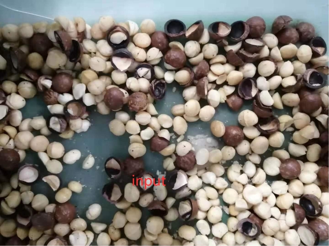 Máquina de clasificación de nueces de macadamia de gran capacidad