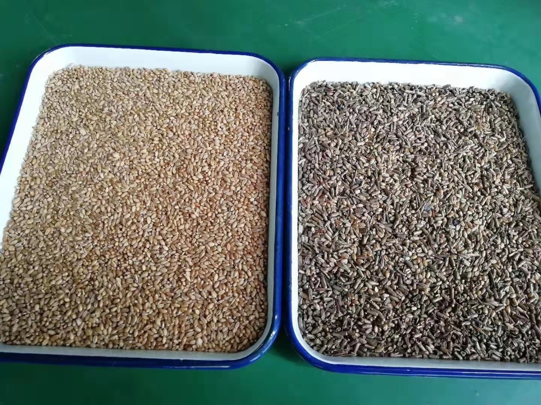 WENYAO Autolimpieza de alta velocidad para operaciones de clasificación de arroz de granos Máquina de clasificación de colores