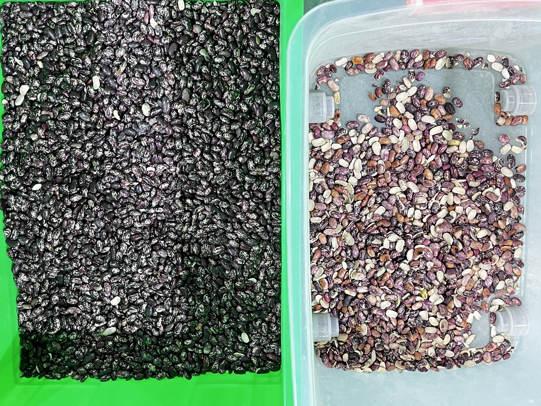 Máquina de clasificación de color de frijoles de riñón inteligente con cámara CCD 6 con operación fácil